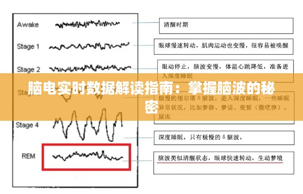 脑电实时数据解读指南：掌握脑波的秘密