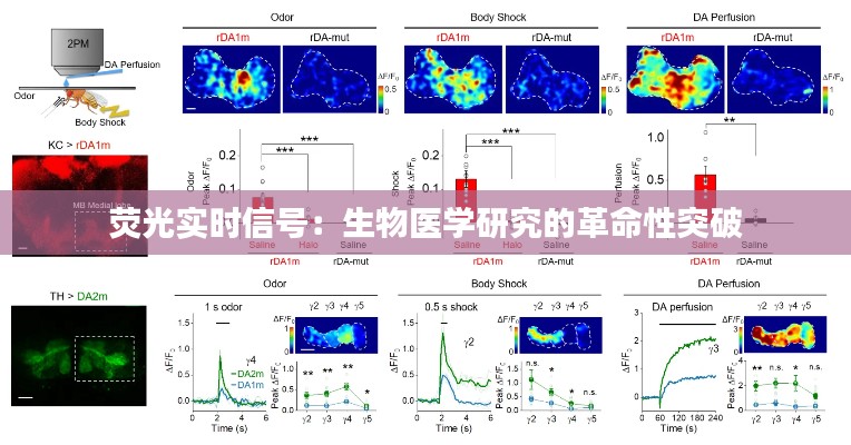 荧光实时信号：生物医学研究的革命性突破