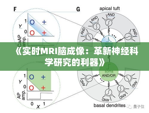 《实时MRI脑成像：革新神经科学研究的利器》