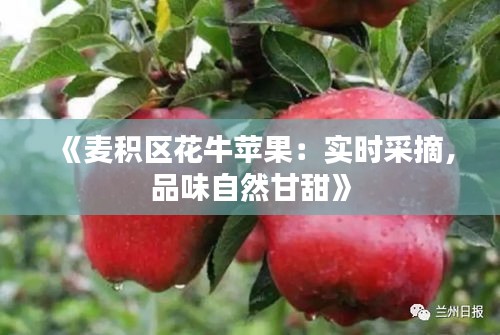 《麦积区花牛苹果：实时采摘，品味自然甘甜》