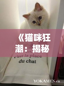 《猫咪狂潮：揭秘热门爱猫背后的魅力与情感》