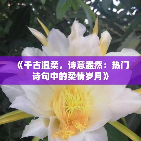 《千古温柔，诗意盎然：热门诗句中的柔情岁月》