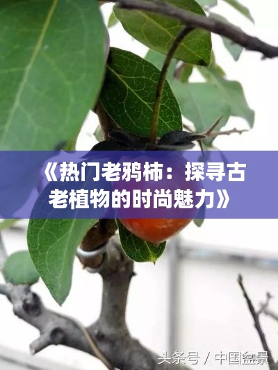 《热门老鸦柿：探寻古老植物的时尚魅力》