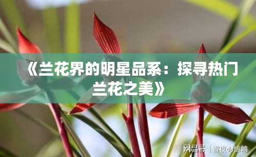 《兰花界的明星品系：探寻热门兰花之美》