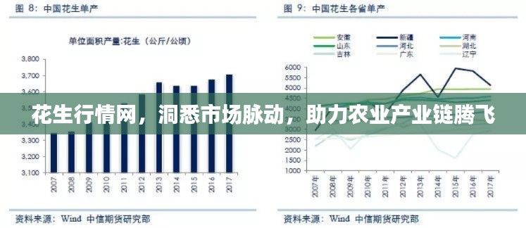 花生行情网，洞悉市场脉动，助力农业产业链腾飞