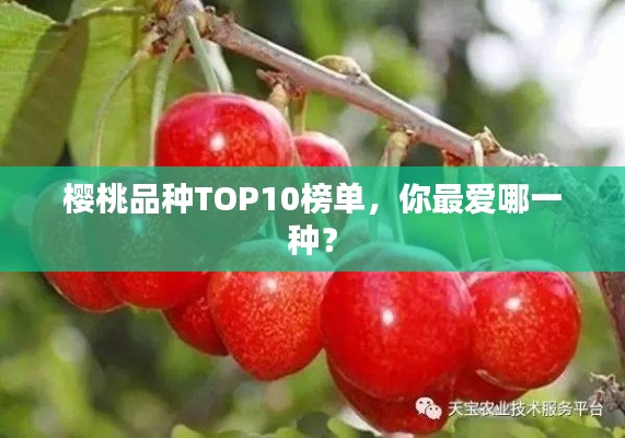 樱桃品种TOP10榜单，你最爱哪一种？