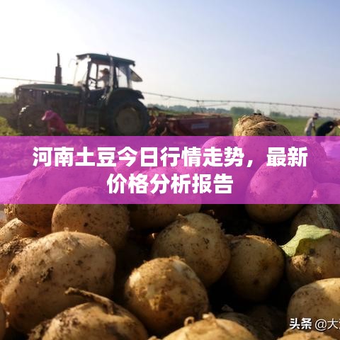 河南土豆今日行情走势，最新价格分析报告