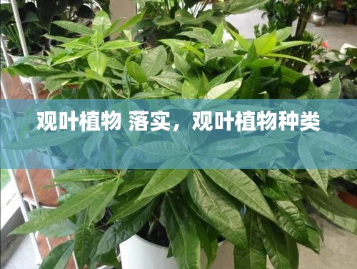 观叶植物 落实，观叶植物种类 