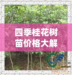 四季桂花树苗价格大解析，多重因素一网打尽！