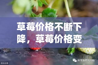 草莓价格不断下降，草莓价格变化 