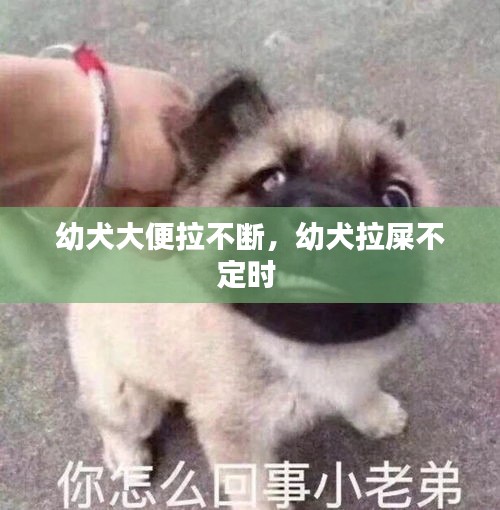 幼犬大便拉不断，幼犬拉屎不定时 