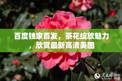 百度独家首发，茶花绽放魅力，欣赏最新高清美图