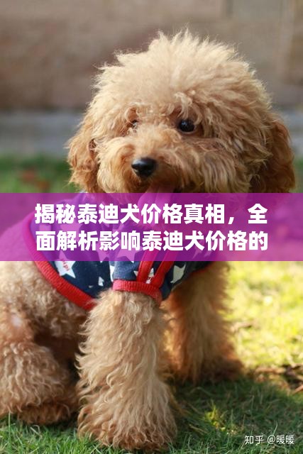 揭秘泰迪犬价格真相，全面解析影响泰迪犬价格的多种因素！