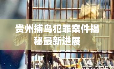 贵州捕鸟犯罪案件揭秘最新进展