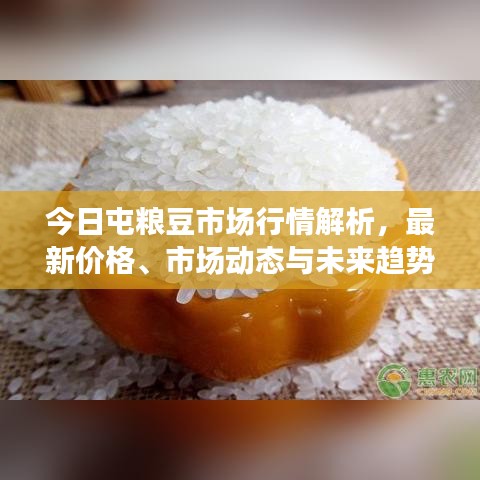 今日屯粮豆市场行情解析，最新价格、市场动态与未来趋势展望