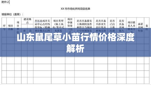 山东鼠尾草小苗行情价格深度解析