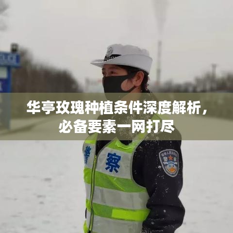 华亭玫瑰种植条件深度解析，必备要素一网打尽