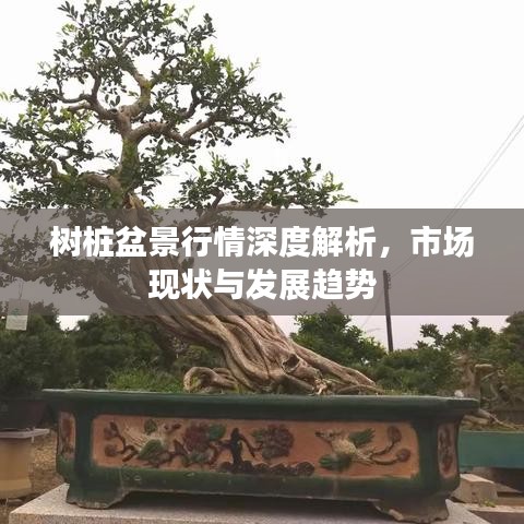 树桩盆景行情深度解析，市场现状与发展趋势