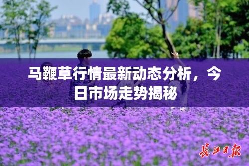 马鞭草行情最新动态分析，今日市场走势揭秘