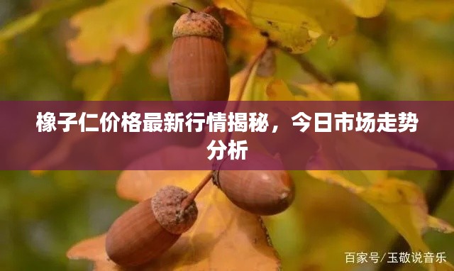 橡子仁价格最新行情揭秘，今日市场走势分析