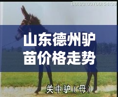 山东德州驴苗价格走势深度解析