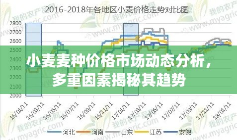 小麦麦种价格市场动态分析，多重因素揭秘其趋势