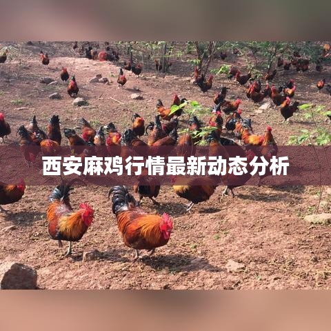 西安麻鸡行情最新动态分析