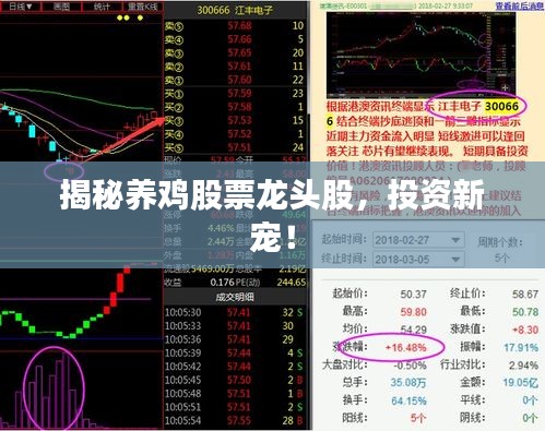 揭秘养鸡股票龙头股，投资新宠！