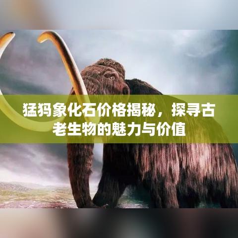 猛犸象化石价格揭秘，探寻古老生物的魅力与价值