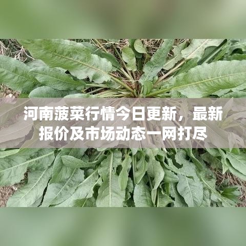 河南菠菜行情今日更新，最新报价及市场动态一网打尽