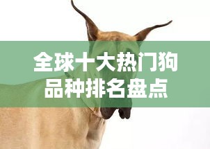 全球十大热门狗品种排名盘点