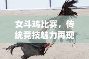 女斗鸡比赛，传统竞技魅力再现新篇章