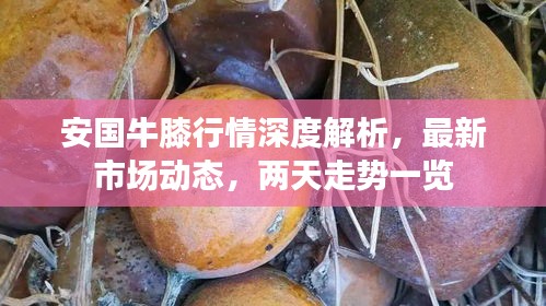 安国牛膝行情深度解析，最新市场动态，两天走势一览