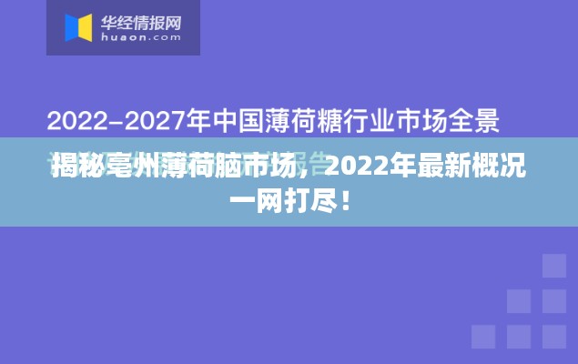 揭秘亳州薄荷脑市场，2022年最新概况一网打尽！