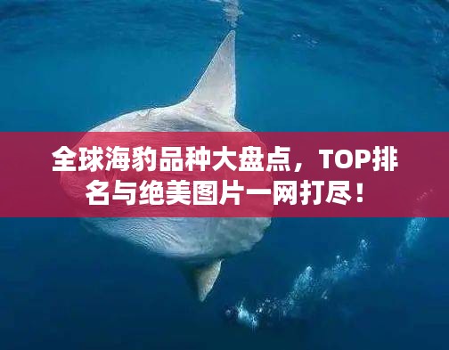 全球海豹品种大盘点，TOP排名与绝美图片一网打尽！