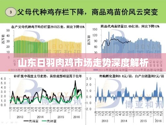 山东日羽肉鸡市场走势深度解析