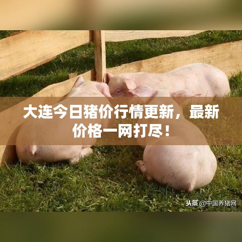 大连今日猪价行情更新，最新价格一网打尽！