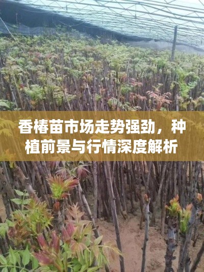 香椿苗市场走势强劲，种植前景与行情深度解析