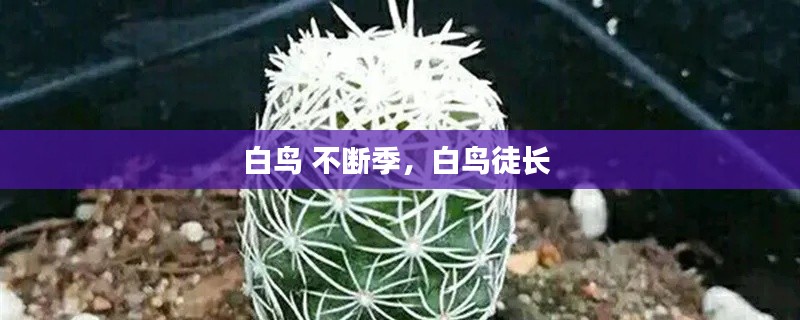 白鸟 不断季，白鸟徒长 