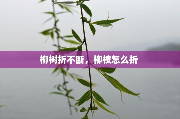 柳树折不断，柳枝怎么折 