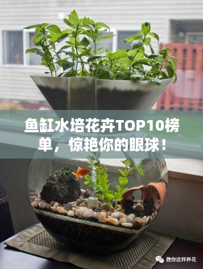 鱼缸水培花卉TOP10榜单，惊艳你的眼球！