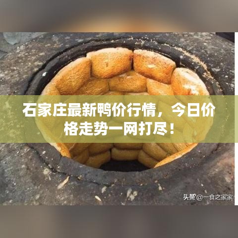 石家庄最新鸭价行情，今日价格走势一网打尽！